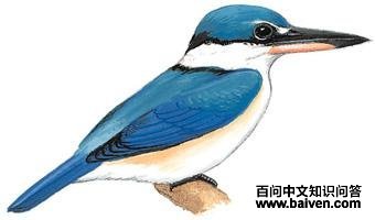 ��������ͼ��