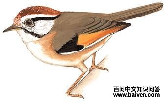 ��ͷȸ�̵�ͼ��