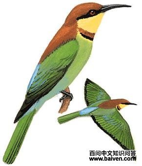 ��ͷ�仢��ͼ��