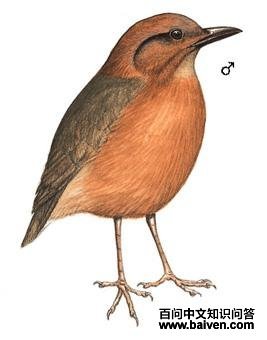 ��ͷ��ɫ��ͼ��