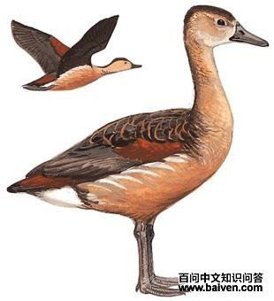 ����Ѽ��ͼ��