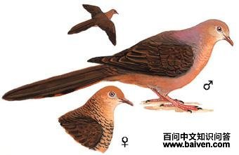 ���־���ͼ��