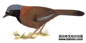 �������̵�ͼ��