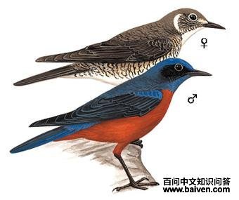 ��������ͼ��