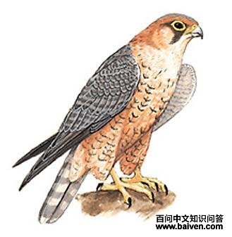 ��������ͼ��