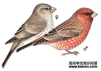 �����ȸ��ͼ��