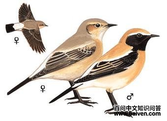 Į�S��ͼ��