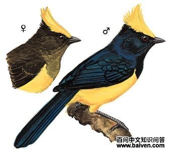 ��ȸ��ͼ��