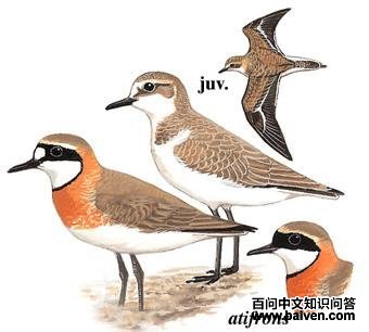 �ɹ�ɳ�a��ͼ��