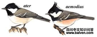 úɽȸ��ͼ��