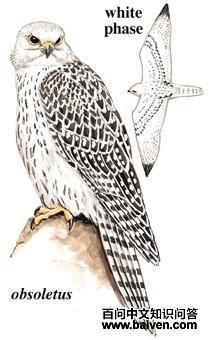 ì����ͼ��