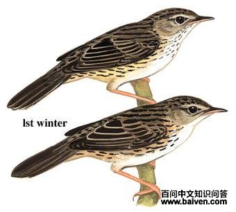 ì�߻�ݺ��ͼ��