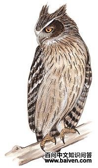 ë�����^��ͼ��