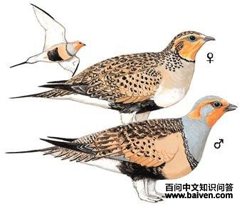 ë��ɳ����ͼ��