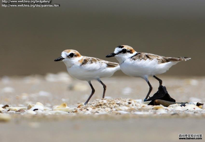 �����a��ͼ��