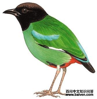 ���ذ�ɫ��ͼ��