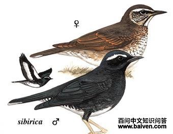 ��ü����ͼ��