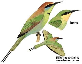 �̺��仢��ͼ��