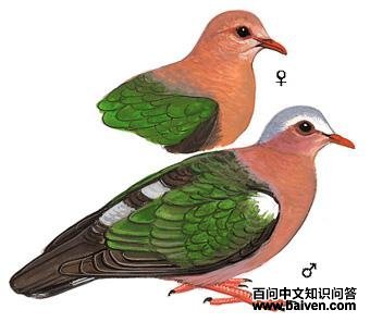 �̳����ͼ��