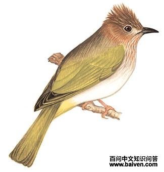 �̳�̽��ǵ�ͼ��