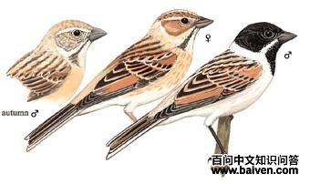 «�c��ͼ��