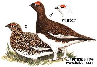 �������ͼ��