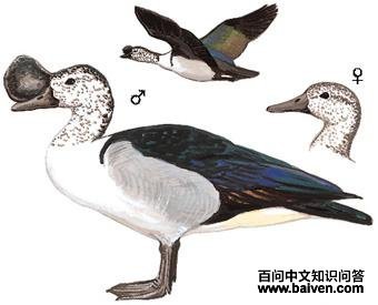 ��Ѽ��ͼ��