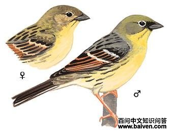 ����c��ͼ��