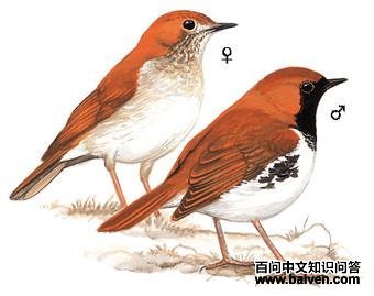 �������ͼ��