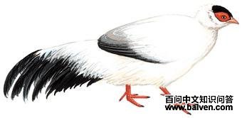 ��������ͼ��