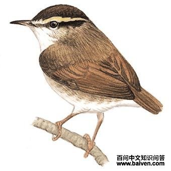 ��ͷ��ݺ��ͼ��