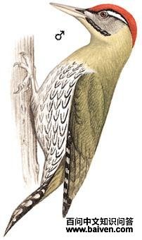 �۸�����ľ���ͼ��