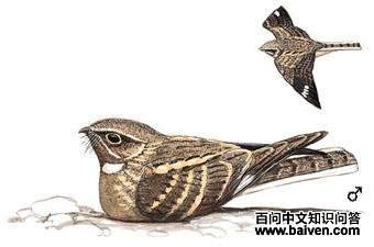 ��ҹӥ��ͼ��