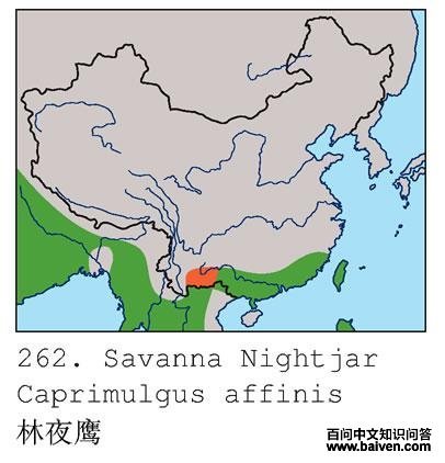 ��ҹӥ�ĵ����ֲ�ͼ