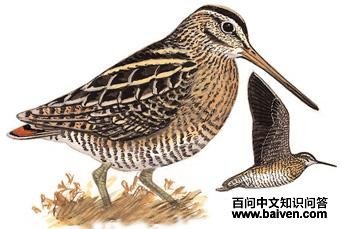 ��ɳ׶��ͼ��