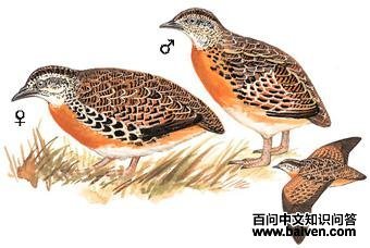 ����ֺ�ȵ�ͼ��