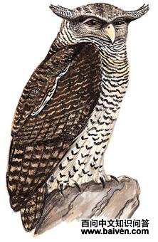 �ֵ��^��ͼ��