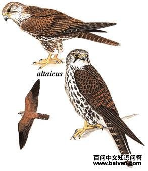 ������ͼ��