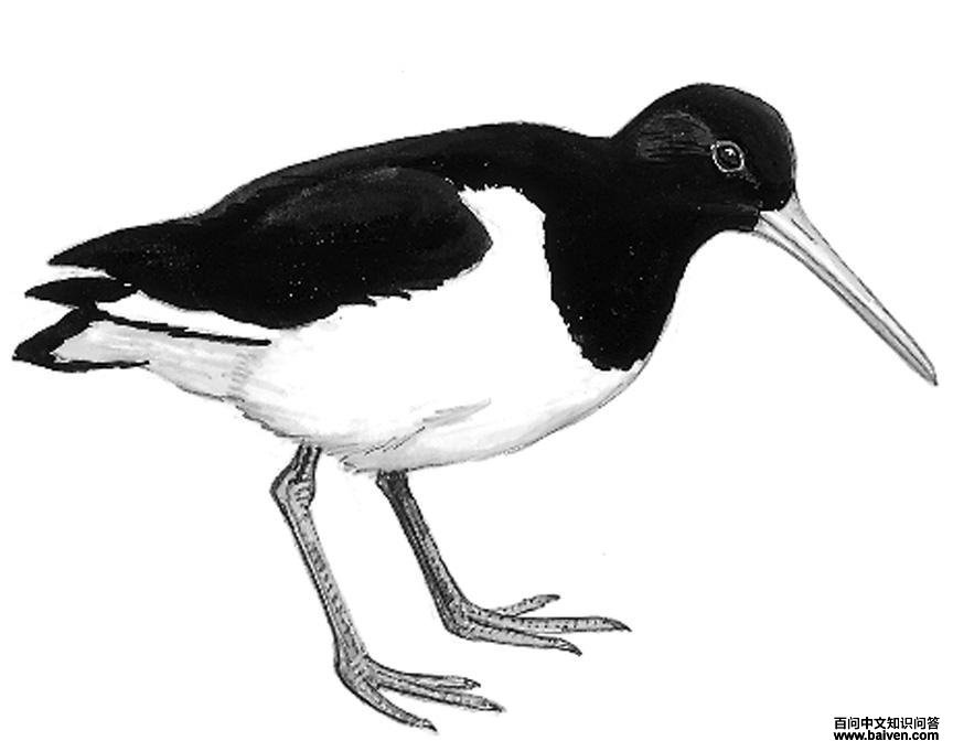 ���ֵ�ͼ��