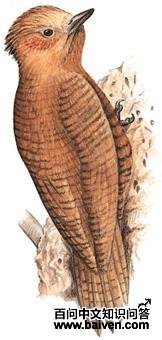 ����ľ���ͼ��