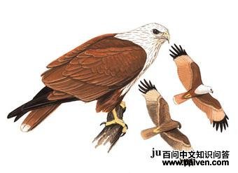 ����ͼ��