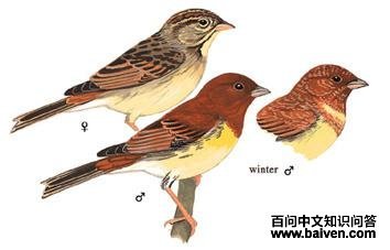 ���c��ͼ��