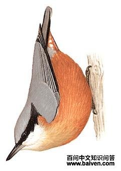 ��������ͼ��