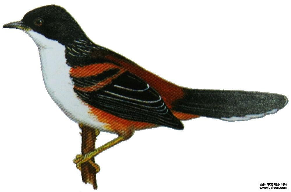 �������̵�ͼ��