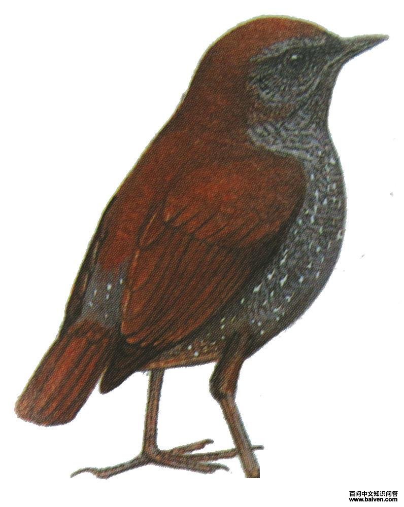 �����̳���ͼ��