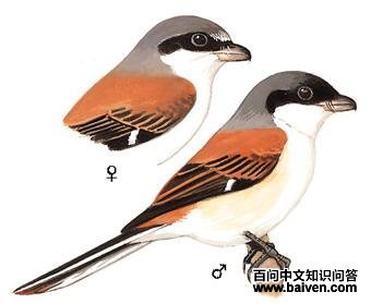 �������͵�ͼ��