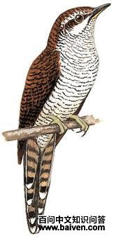 ���߶ž��ͼ��