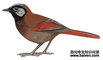 ��ɫ���̵�ͼ��