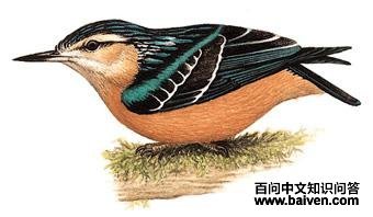 ������ͼ��