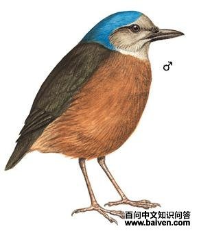 ������ɫ��ͼ��